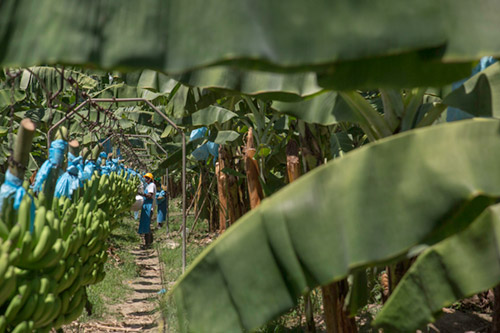 Organic Bananas (1 bunch) – His Harvest @ Amazing Love Farm